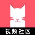 猫咪视频app下载安装最新版